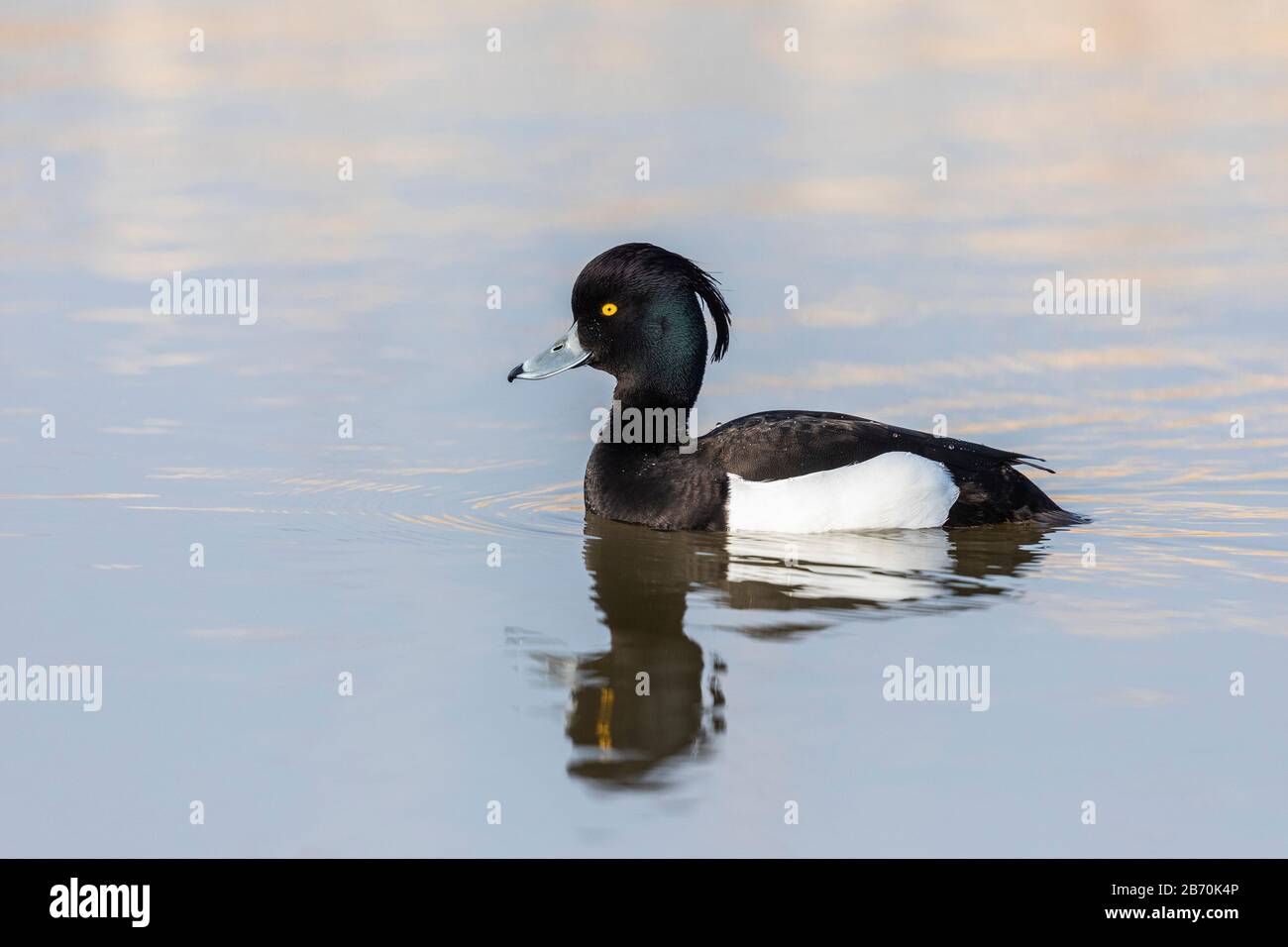Tufted Duck (Aythya fuligula), Radipole Lake, Weymouth, Dorset, England Stockfoto