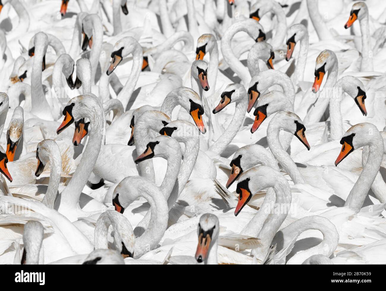 Flock of Mute Swans (Cygnus olor), Abbotsbury Swannery, Dorset, England Stockfoto