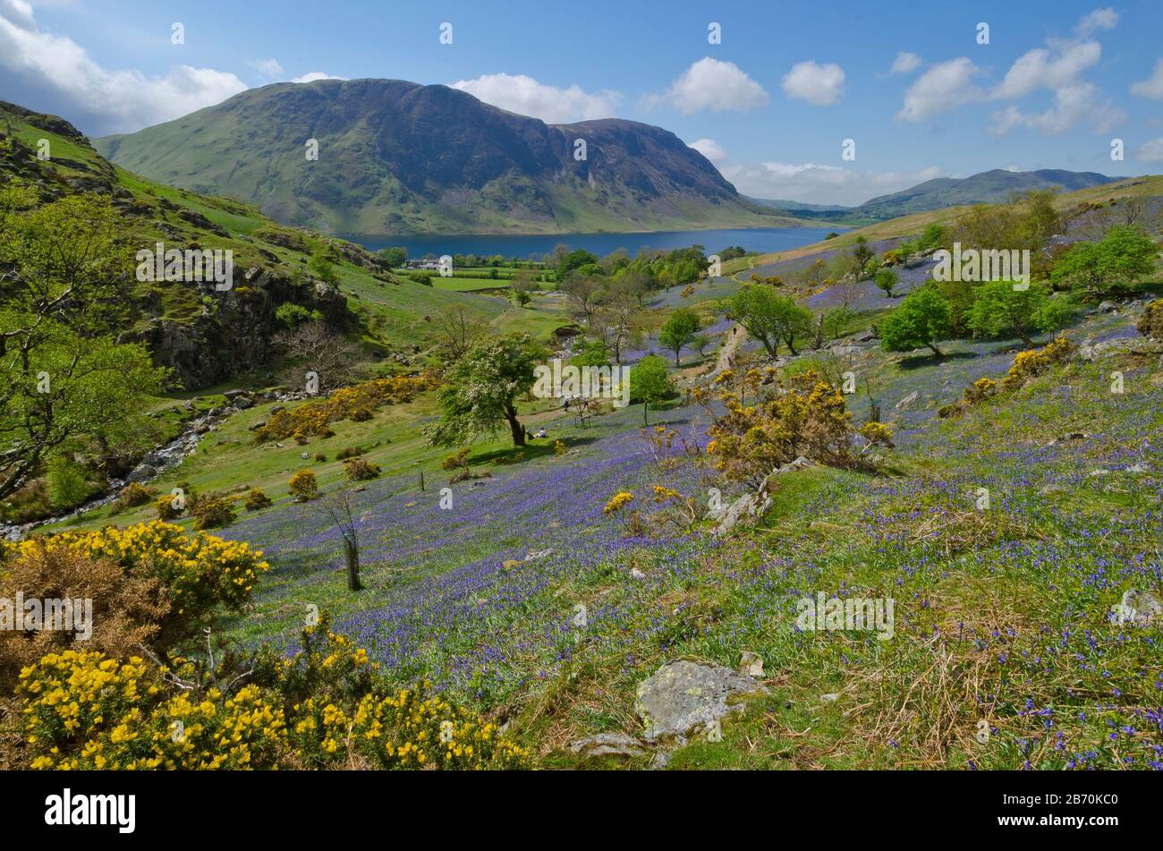 Bluebells in Rannerdale, Lake District, Cumbria, Englan, Großbritannien Stockfoto