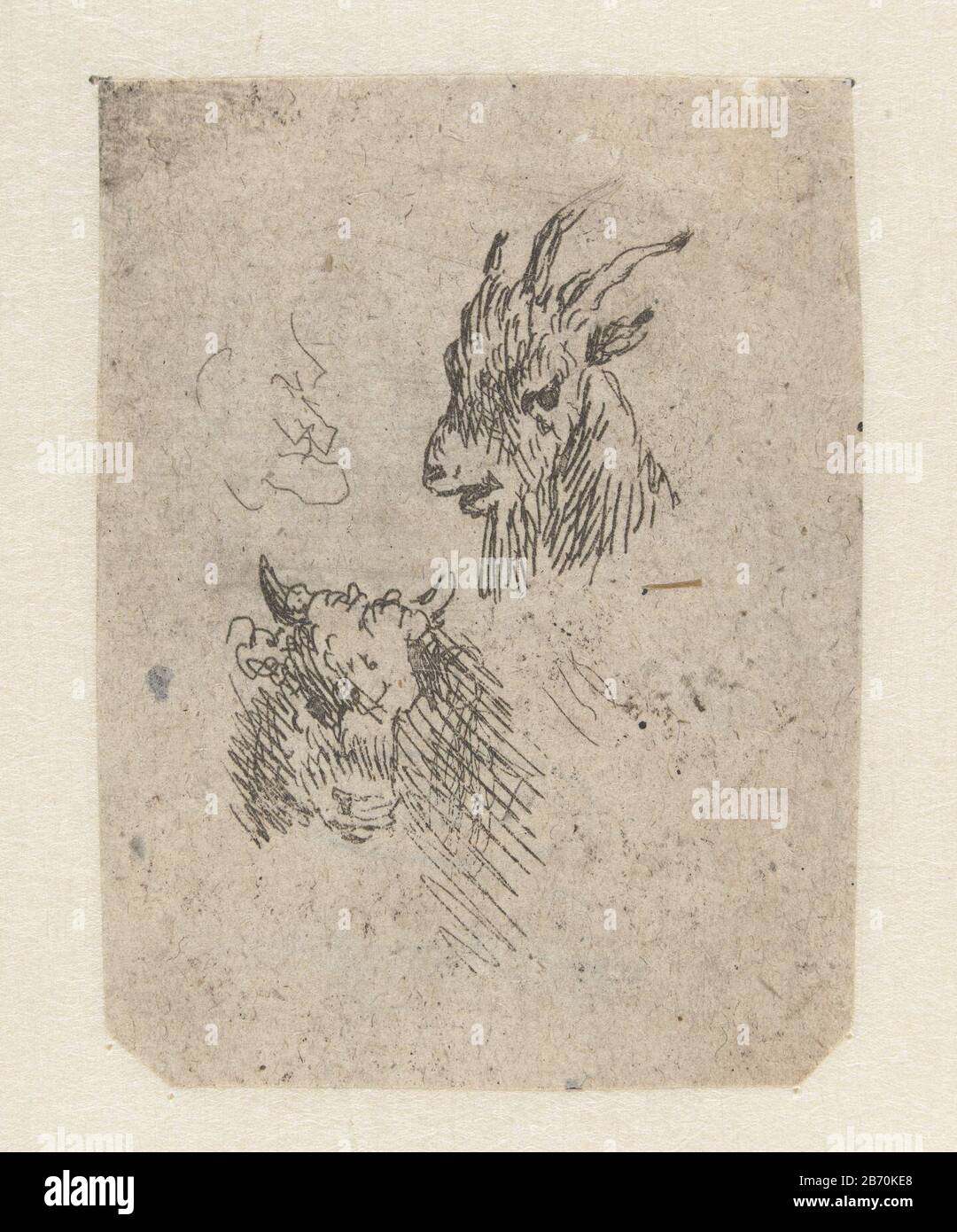 Koppen van een geit en een koe Köpfe einer Ziege und eines Koe Objekttyp : Bild Artikelnummer: RP-P-1889-A-14449Catalogusreferentie: Hollstein Dutch 57-A Aufschriften / Marken: Sammlermarke, Verso Zentrum, gestempelt: Lugt 2228A Hersteller: Druckerhersteller: Nicolaes Pietersz. Berchem (möglich) Ort Herstellung: Niederlande Datum: 1630 - 1683 Physikalische Merkmale: Ätzmaterial: Papiertechnik: Ätzmaße: Bild: H 64 mm (Schnittkante) × W 48 mm (Plattenkante Schnitt) Anmerkungen Bei Hollstein Nicht Erwähnt Thema: Ziegenkuh Stockfoto