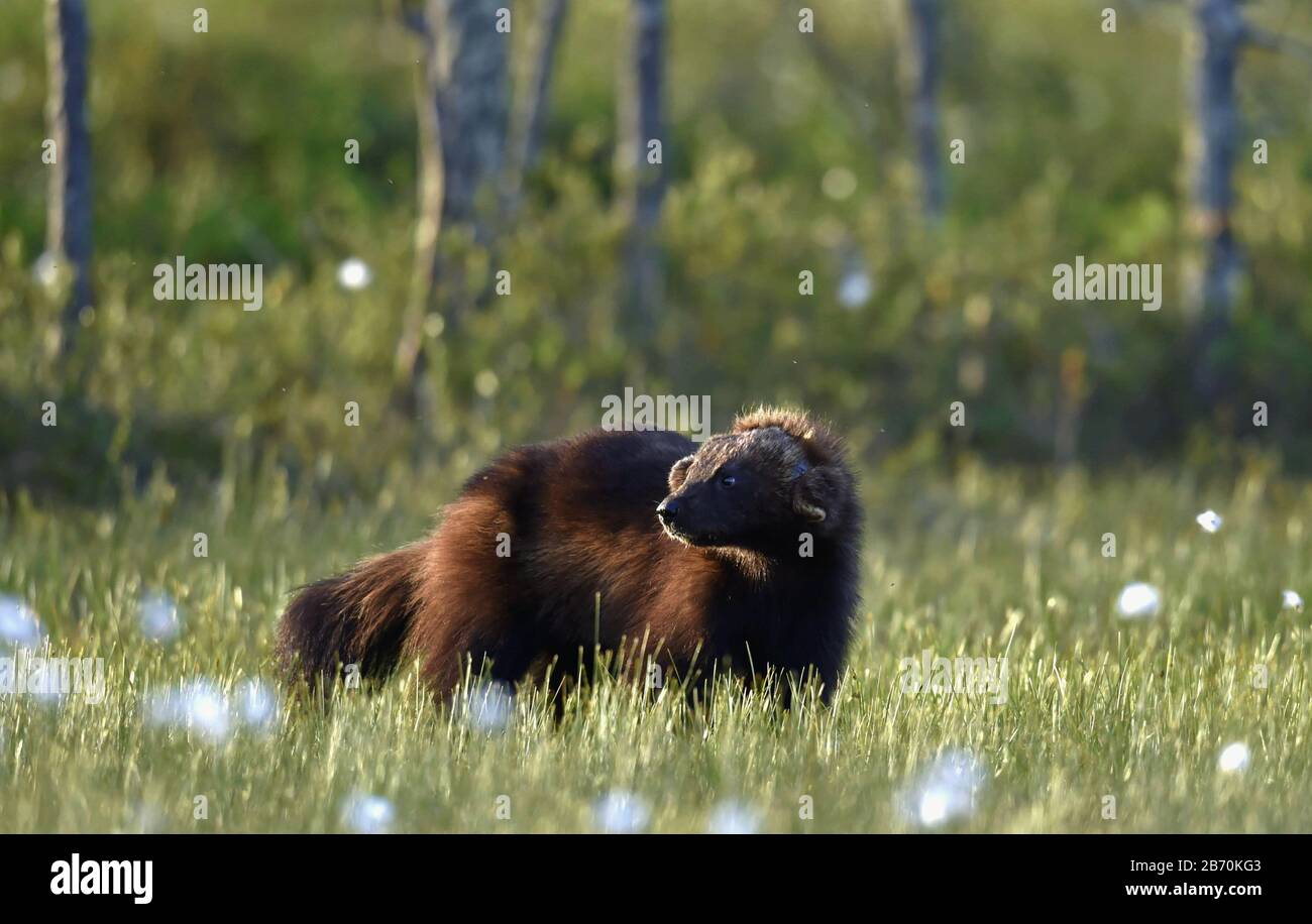 Wolverine in der wilden Natur. Natürlicher Lebensraum. Schlemmer carcajou, Skunk tragen, oder quickhatch (Gulo Gulo) Stockfoto