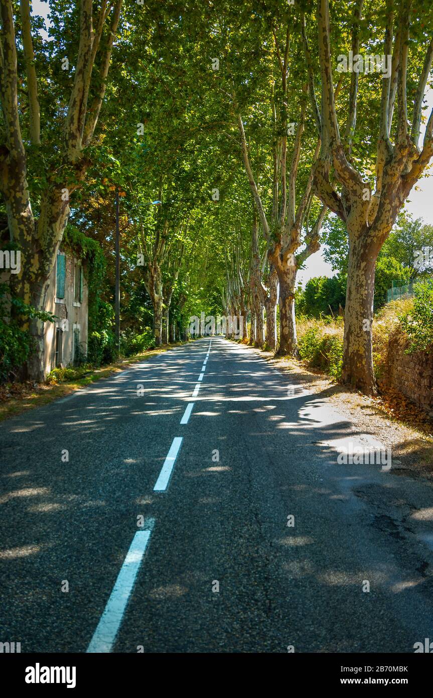 Von Bäumen gesäumte Straße mit Schatten in der Provence, Frankreich Stockfoto