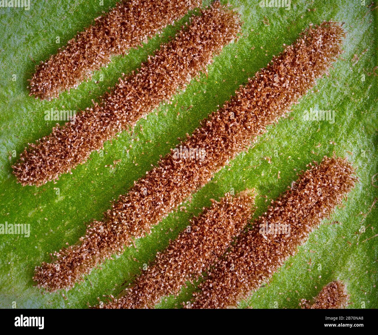 Langstreckende Sori von hart's Zungenfarn Phyllitis oder Asplenium scolopendrium auf der Unterseite der Blätter - Somerset UK Stockfoto