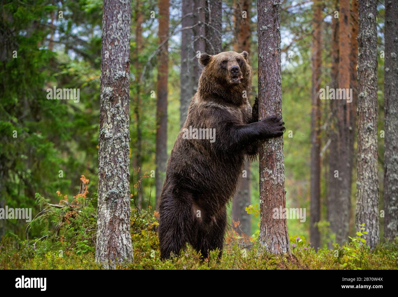 Tiere, Arctos, Bär, Braun, Tier, Wald, Grizzly, Säugetiere, Natur, Raubtiere, Sommer, ursus, Wild, Wild, Wildnis, Tierwelt, Erwachsene, Herbst, Stockfoto