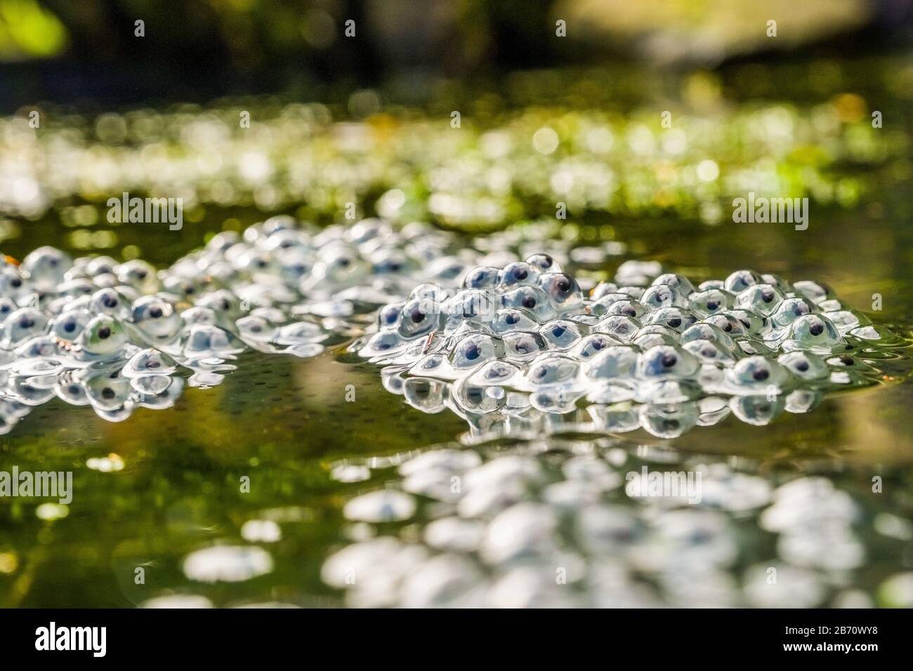 Garten des teiches Fotos und Bildmaterial in hoher Auflösung Alamy