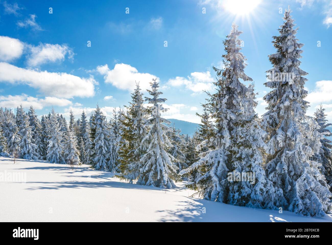 Hohe schlanke, schneebedeckte Tannen wachsen an einem sonnigen frostigen Wintertag auf einem verschneiten Wald. Das Konzept reist an unverkartete raue Orte des Planeten Stockfoto