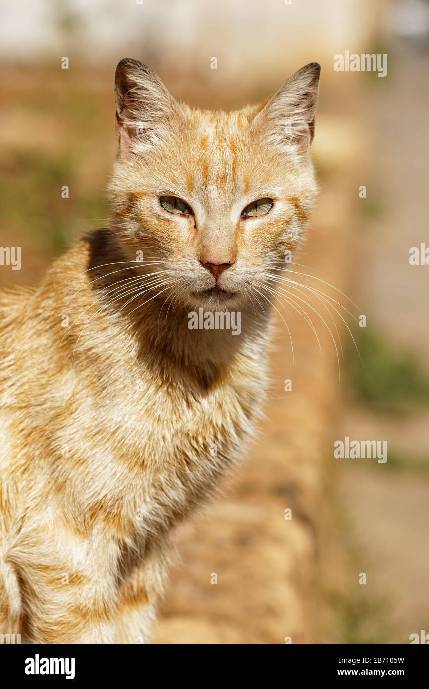 Ockergelbes sonniges, schläfriges Katzen-Porträt Stockfoto