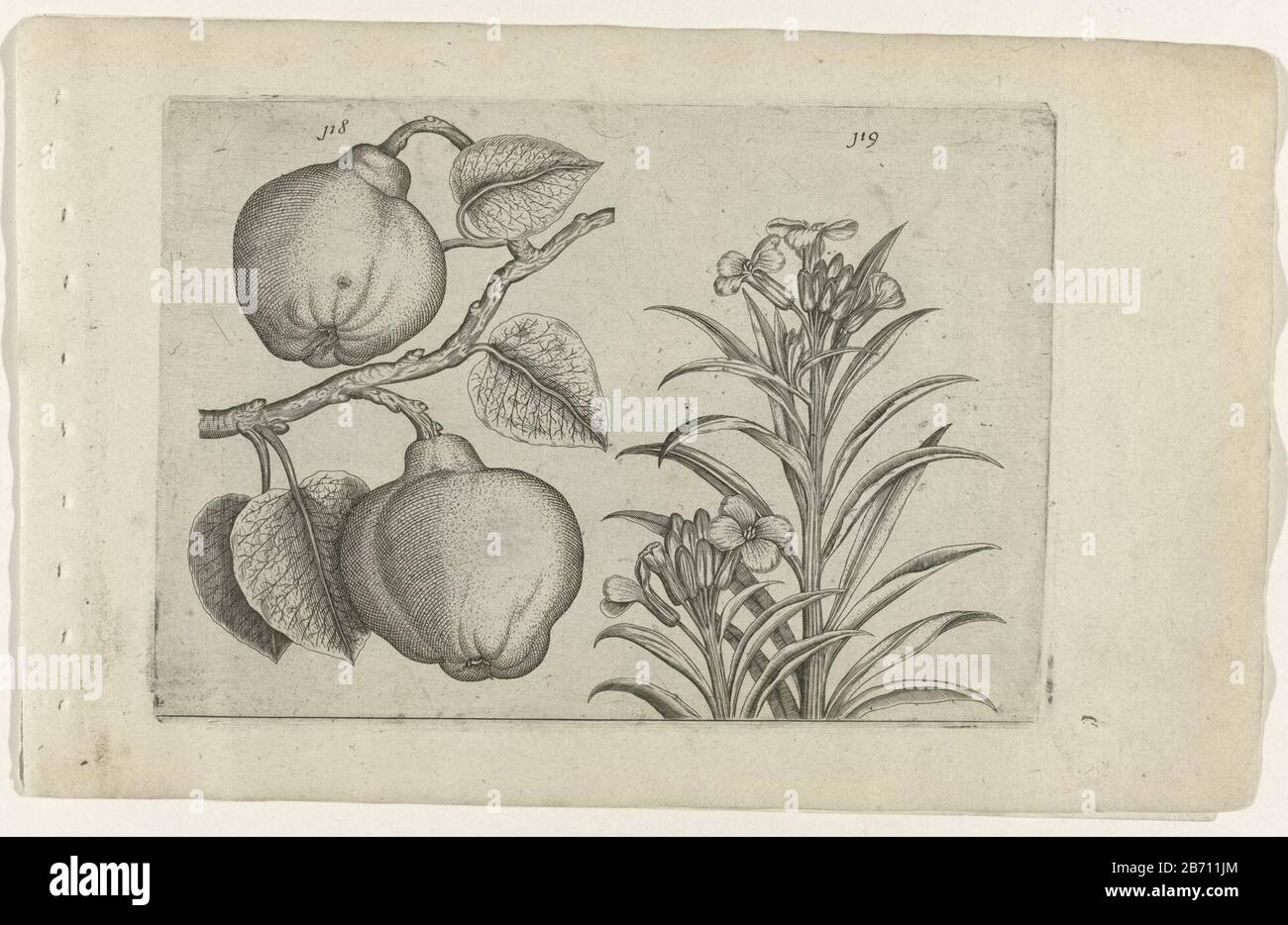 KweePeer en muurbloem Cognoscite lilia (serietitel) Quince (Cydonia oblonga) und Wallflower (Erysimum cheiri) mit den Nummern 118 und 119. Hersteller: Druckmaschine: Crispijn von de Passe (I) (zugeordnet zu) auf Zeichnung von: Crispijn von de Passe (I) (zugeschrieben) Herausgeber: Crispijn von de Passe (I), Herausgeber: Hans Place Wout Neel Herstellung: Druckhersteller: Köln im Zeichnen: Kölner Verleger: Köln Herausgeber: London Datum: 1600 - 1604 Physische Merkmale: Engraa; Engraa; Proofmaterial: Papiertechnik: Engraa (Druckverfahren) Messungen: Plattenkante: H 127 mm × W 205 mmblad: H 172 mm × W 272 mmto Stockfoto