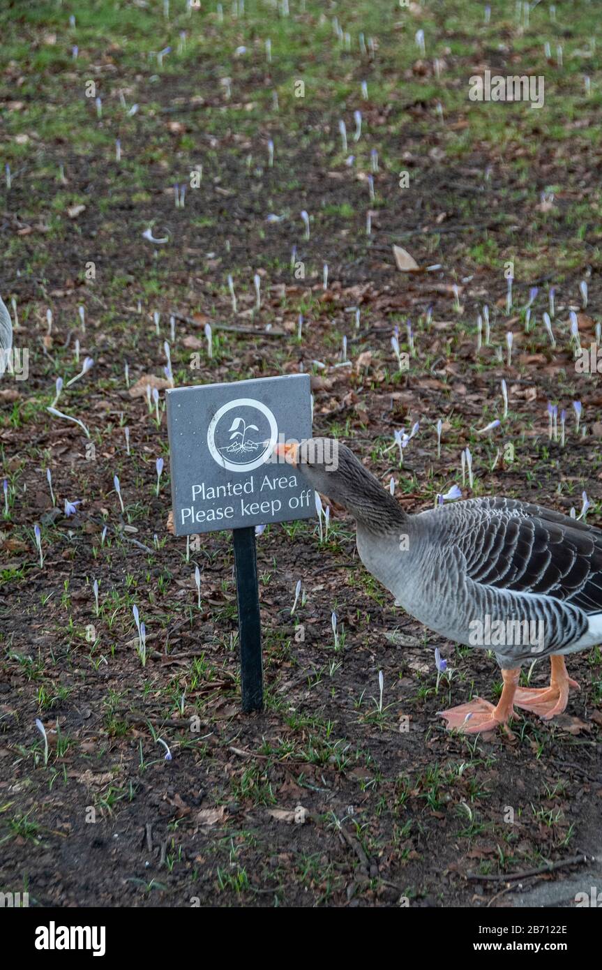 Lustige gans -Fotos und -Bildmaterial in hoher Auflösung – Alamy