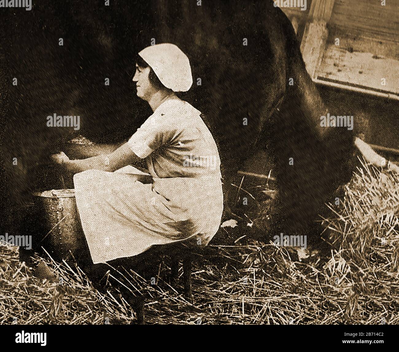 Milchmädchen - Um 1945 melkt ein englischer Milcharbeiter Kühe noch mit der Hand in einen Eimer (Eimer), während er auf einem dreibeinigen Melkhocker sitzt. Stockfoto