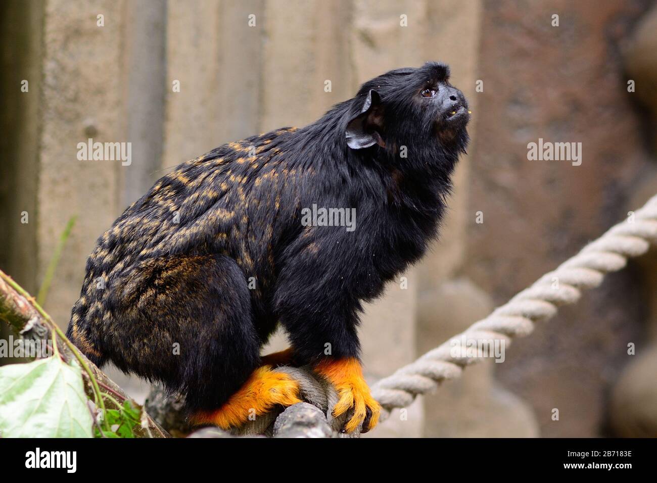 Porträt einer rot überlieferten tamarin (Saguinus midas), die auf einem Seil in einem Zoo sitzt Stockfoto