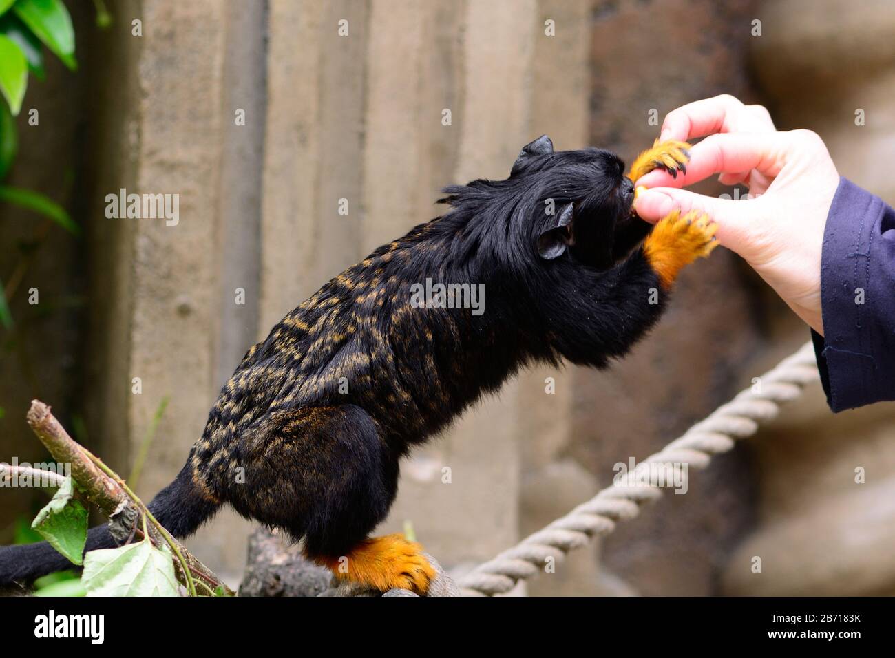 Nahaufnahme einer roten tamarin (Saguinus midas), die in einem Zoo von Hand gefüttert wird Stockfoto