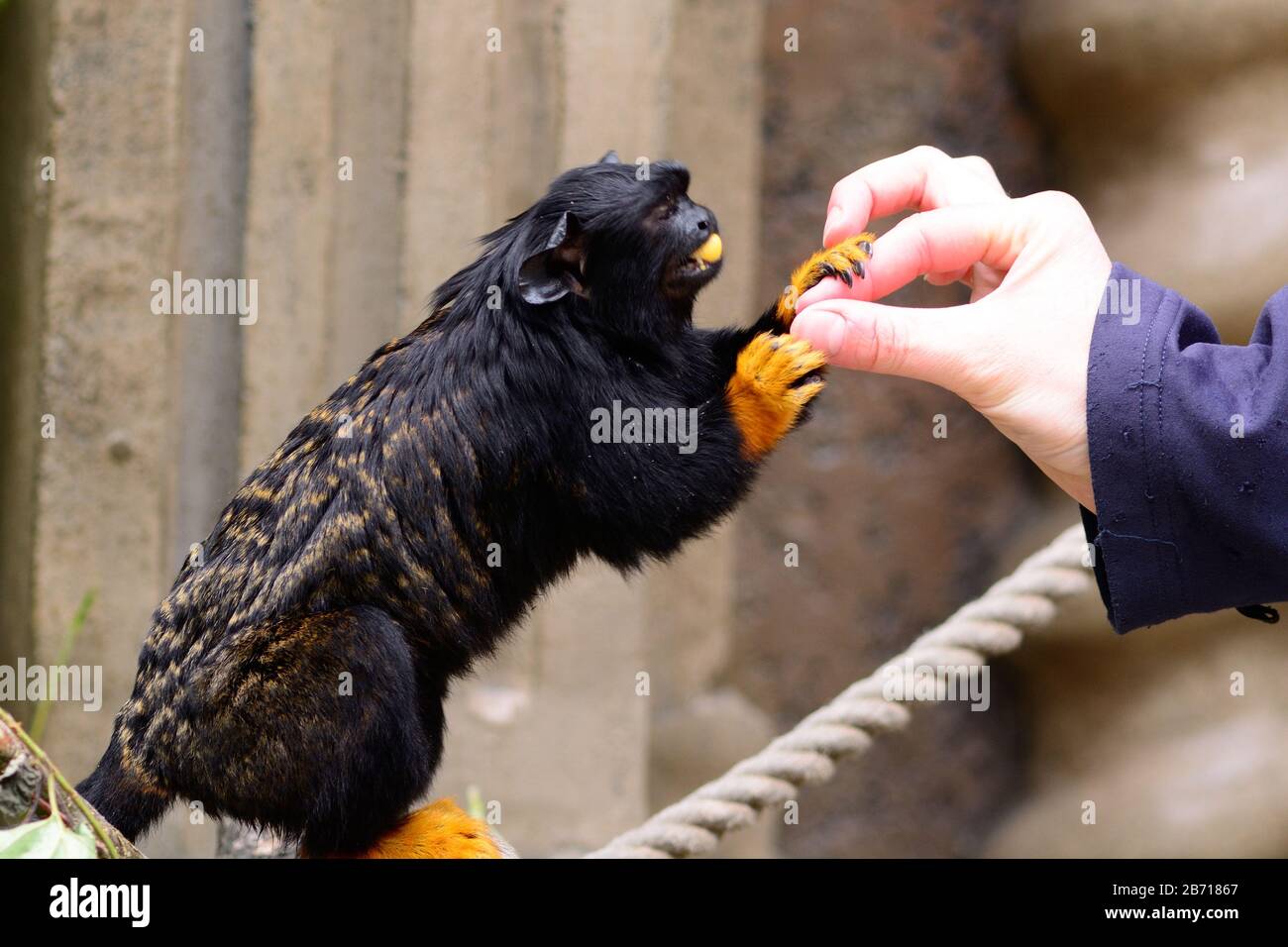Nahaufnahme einer roten tamarin (Saguinus midas), die in einem Zoo von Hand gefüttert wird Stockfoto