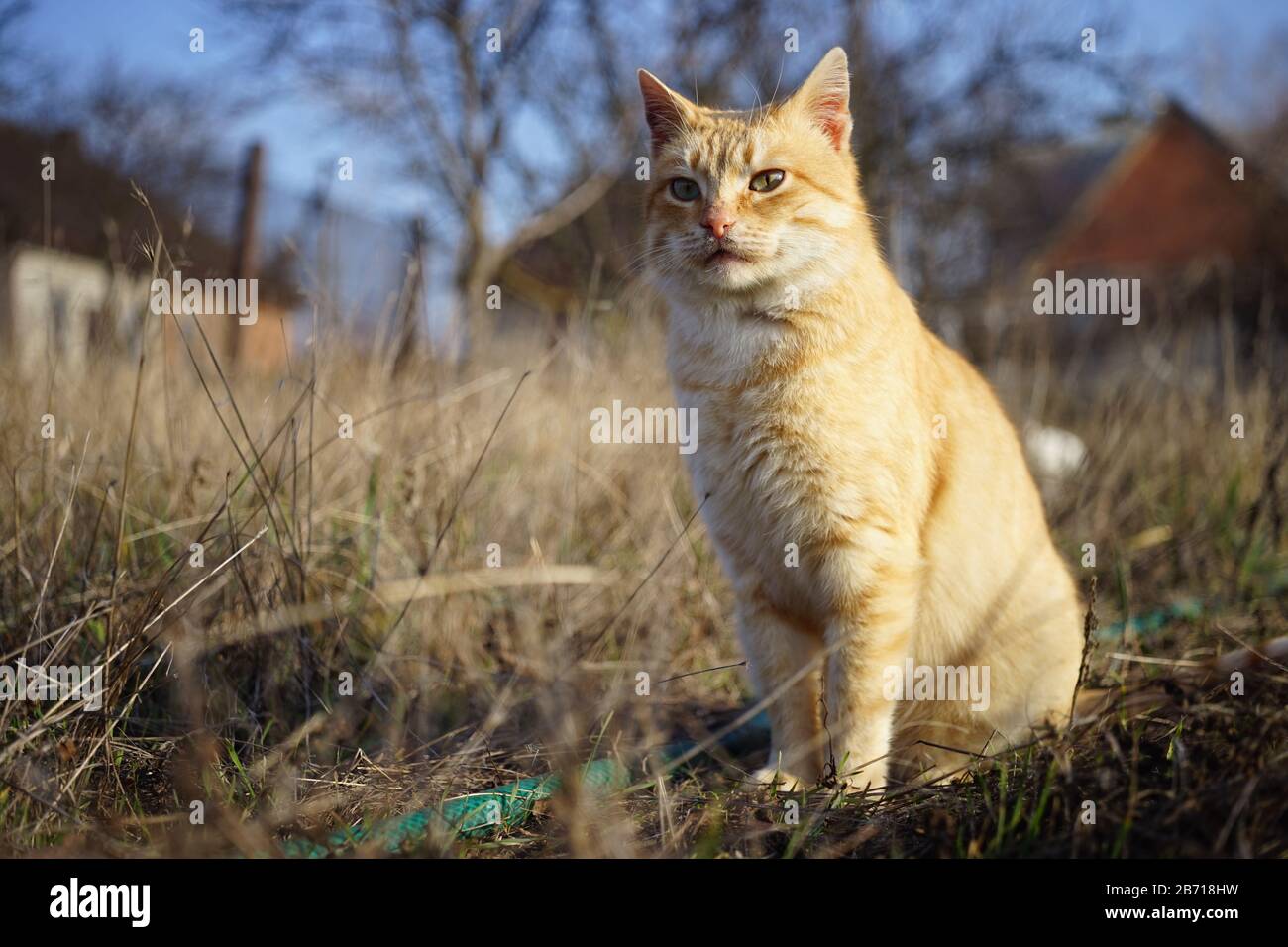 Schöne Ingwerkatze im trockenen Gras im sonnigen ländlichen Garten. Stockfoto