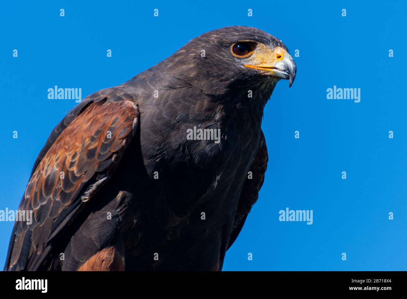 Wüstenfalke lauert nach Beute Stockfoto