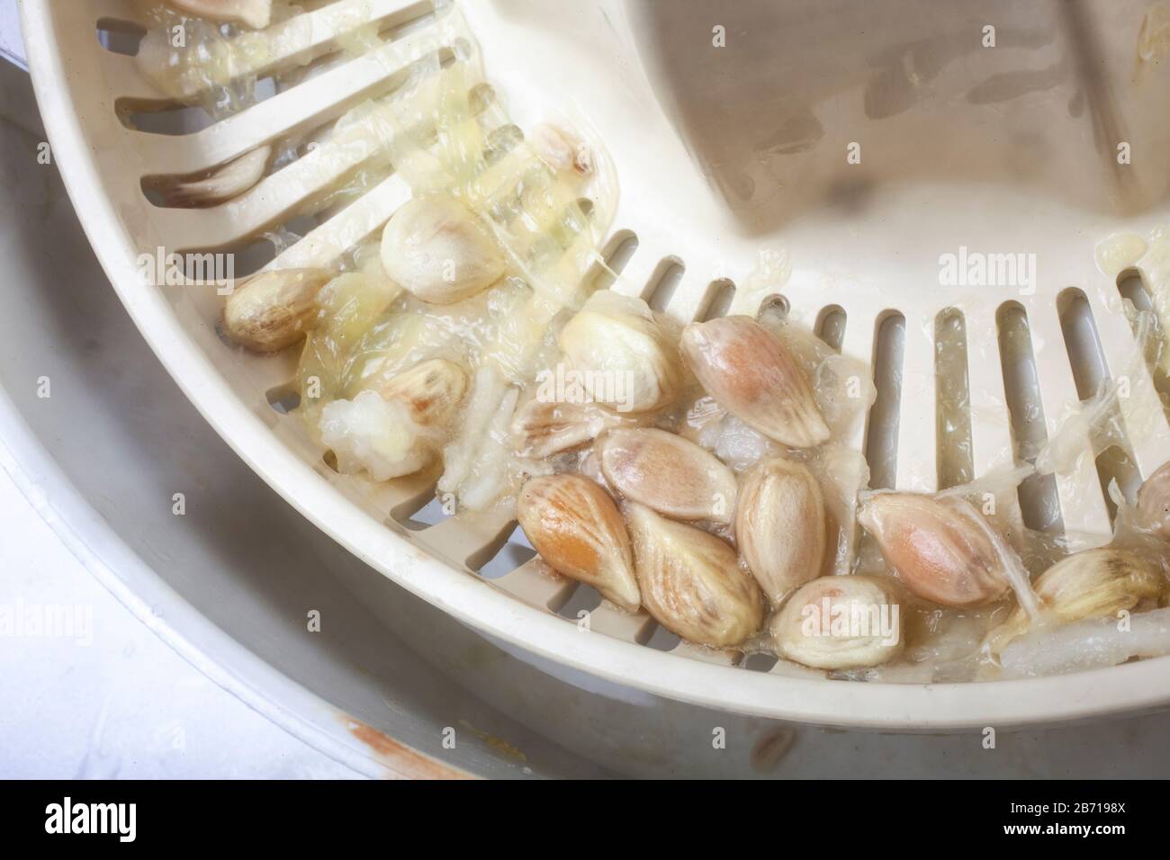 Studio von einem Teil einer Zitronenpresse mit Gruben auf Sieb gedreht Stockfoto