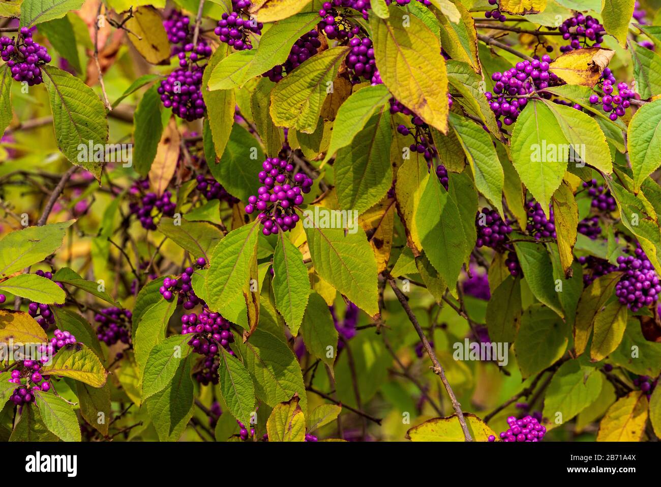 Lila herbst lila beeren Fotos und Bildmaterial in hoher Auflösung Alamy