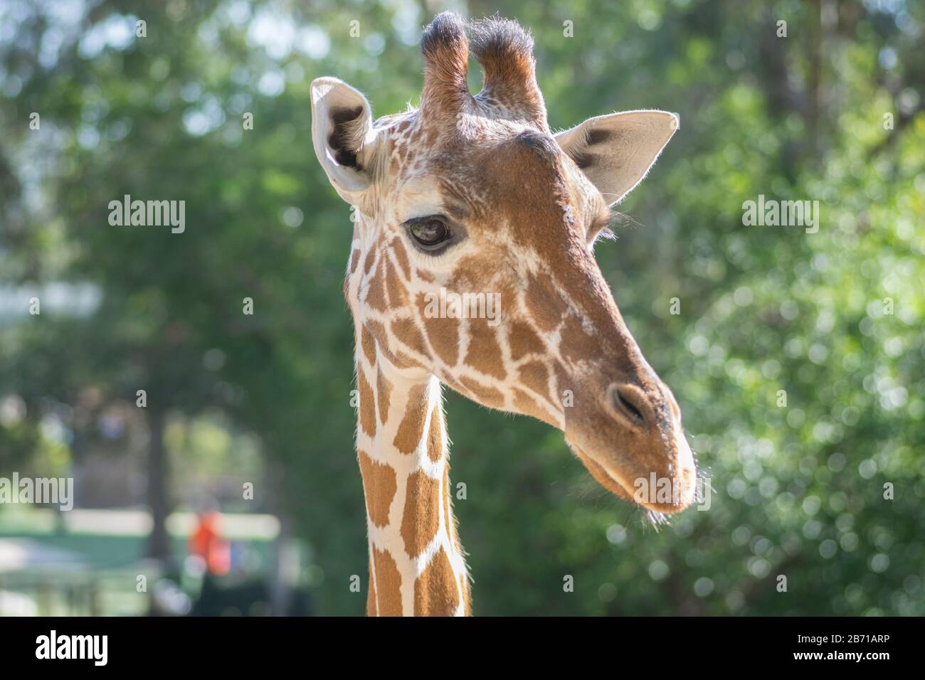 Portrait einer Reticulierten Giraffe (Giraffa Camelopardalis), im Ramat Gan Safari Park, Israel Stockfoto