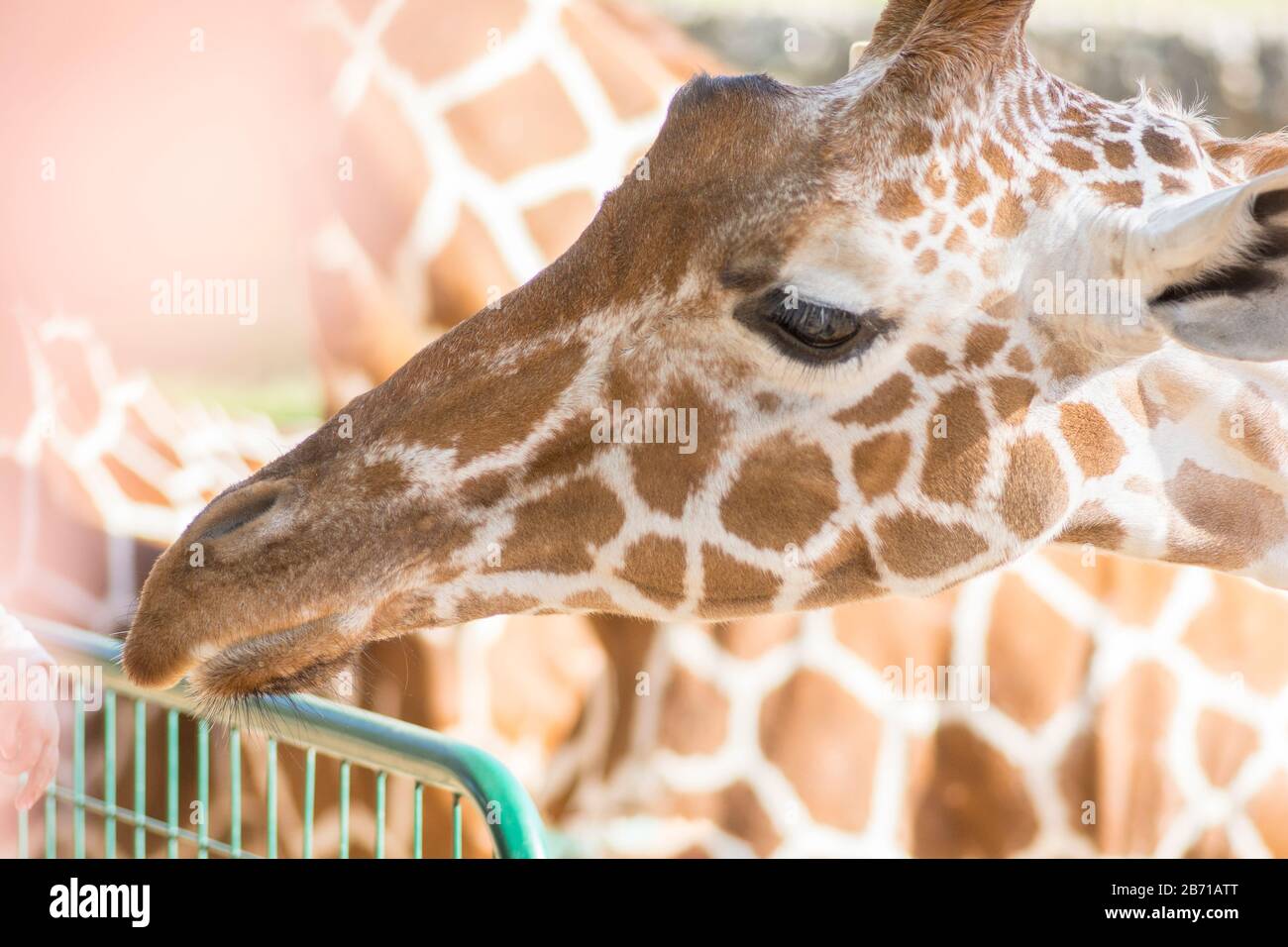 Portrait einer Reticulierten Giraffe (Giraffa Camelopardalis), im Ramat Gan Safari Park, Israel Stockfoto
