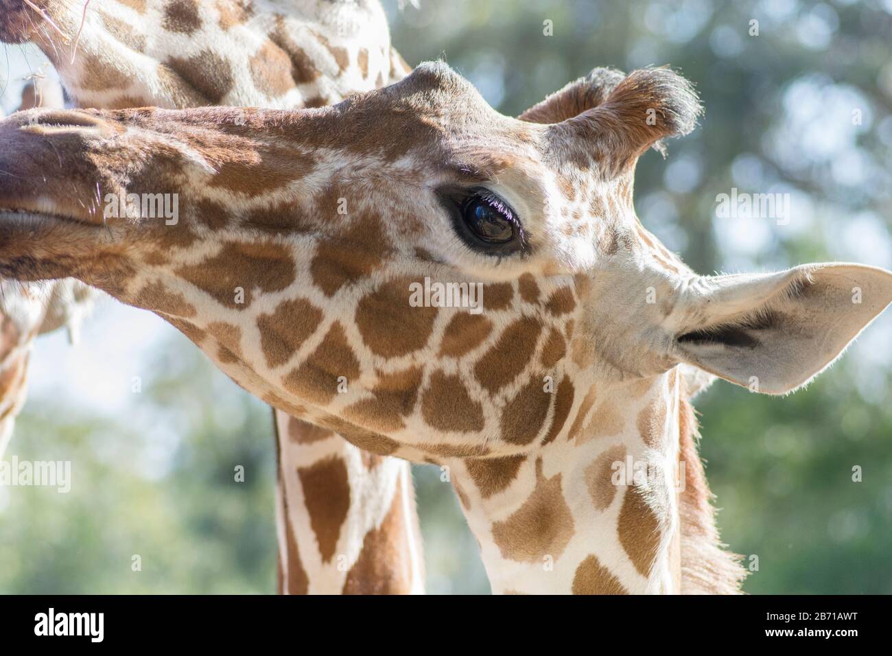 Portrait einer Reticulierten Giraffe (Giraffa Camelopardalis), im Ramat Gan Safari Park, Israel Stockfoto