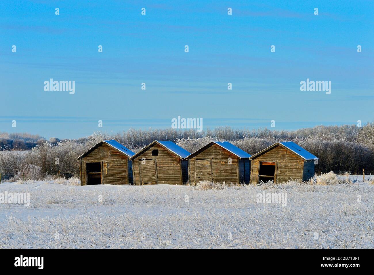 Vier Holzkornschuppen stehen in Reihe am Rande eines Bauernfeldes im ländlichen Alberta Kanada Stockfoto