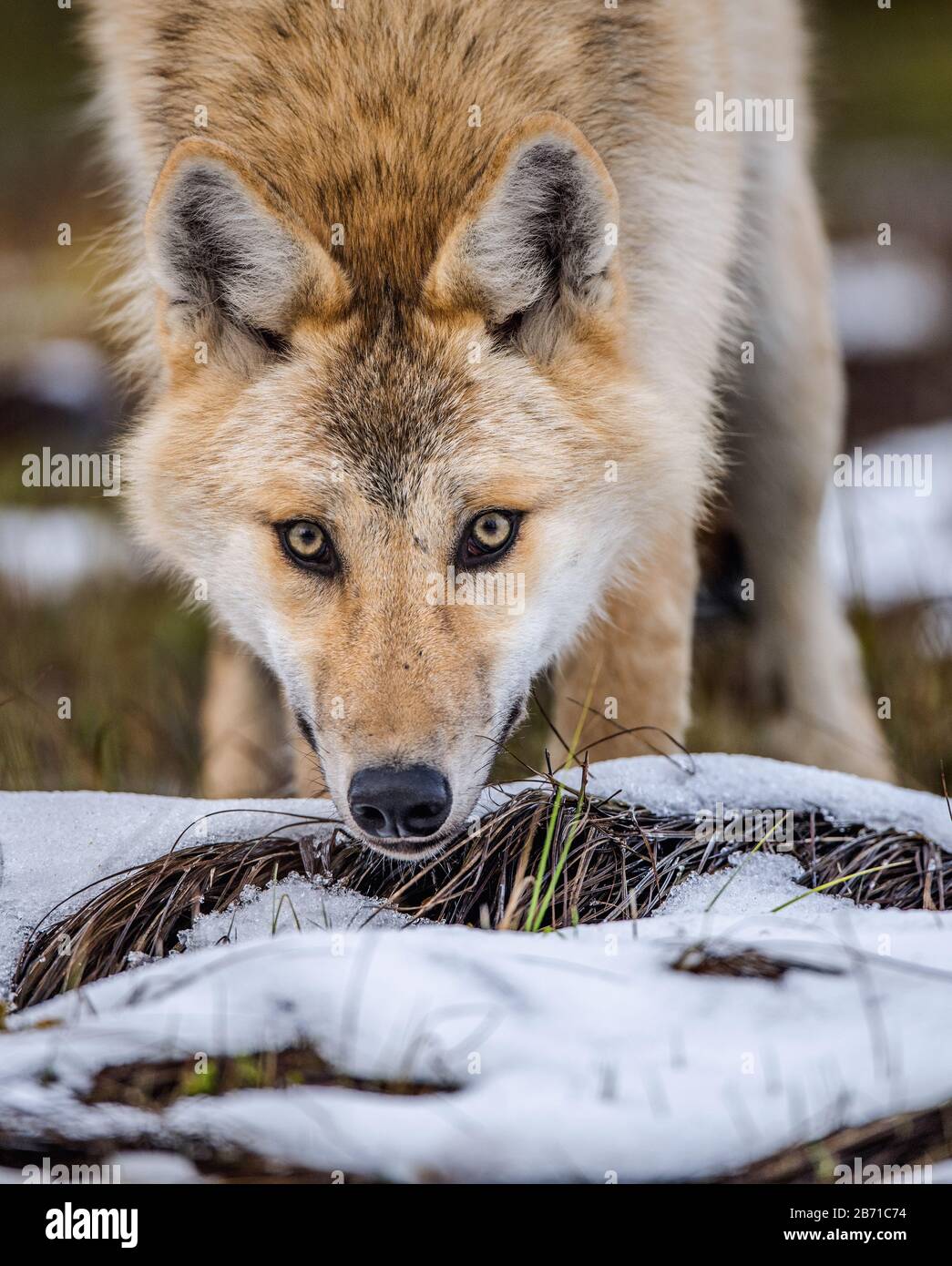 Сlose-up-Porträt eines Wolfes. Eurasischer Wolf, auch als grauer oder grauer Wolf bekannt, auch als Holzwolf. Wissenschaftlicher Name: Canis lupus lupus. Natura Stockfoto