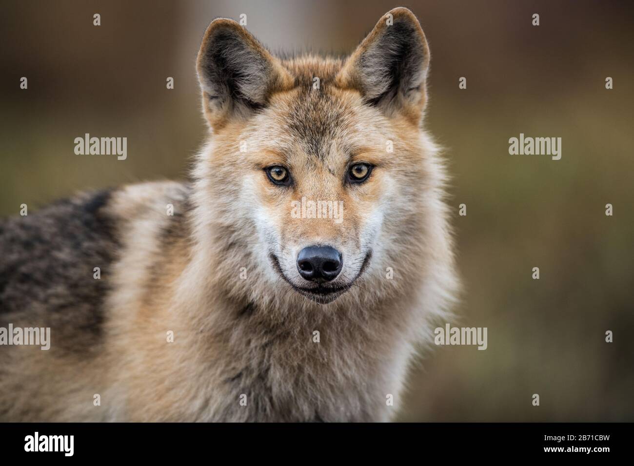 Сlose-up-Porträt eines Wolfes. Eurasischer Wolf, auch als grauer oder grauer Wolf bekannt, auch als Holzwolf. Wissenschaftlicher Name: Canis lupus lupus. Natura Stockfoto