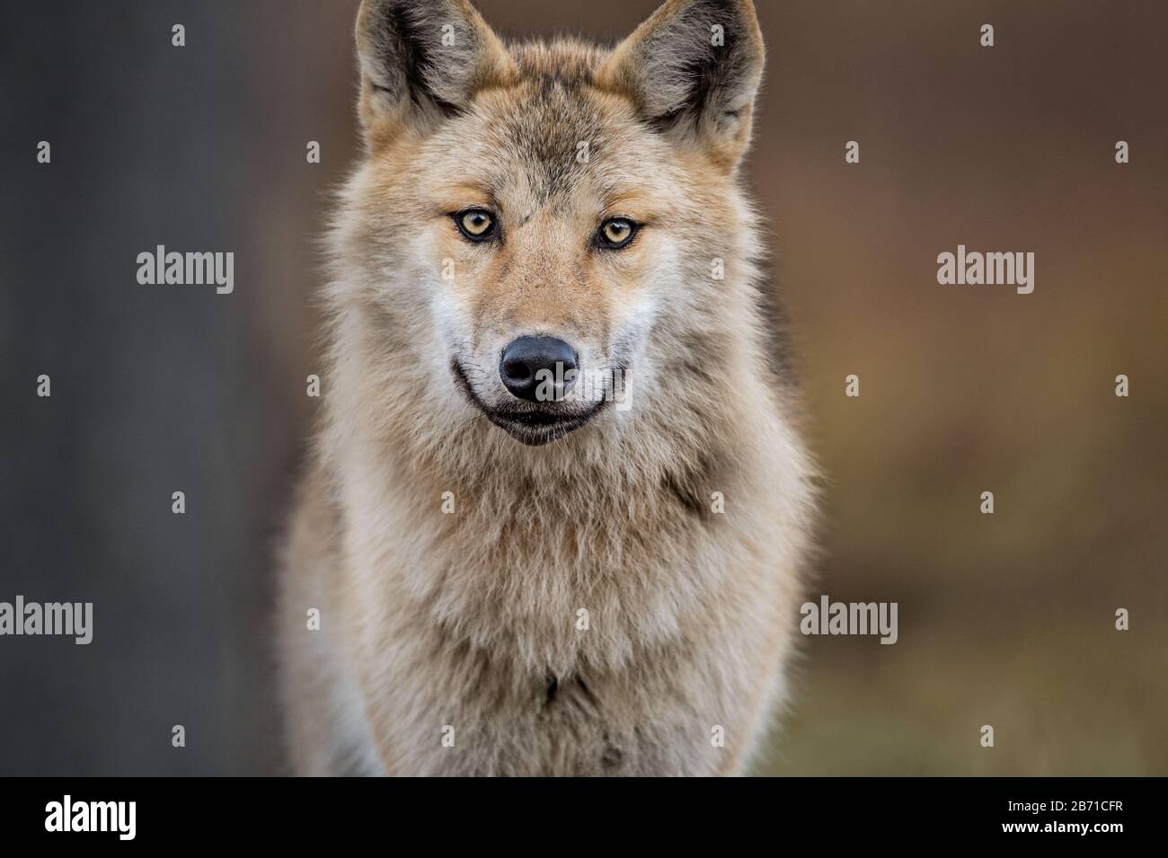 Eurasischer wolf -Fotos und -Bildmaterial in hoher Auflösung - Seite 3 ...