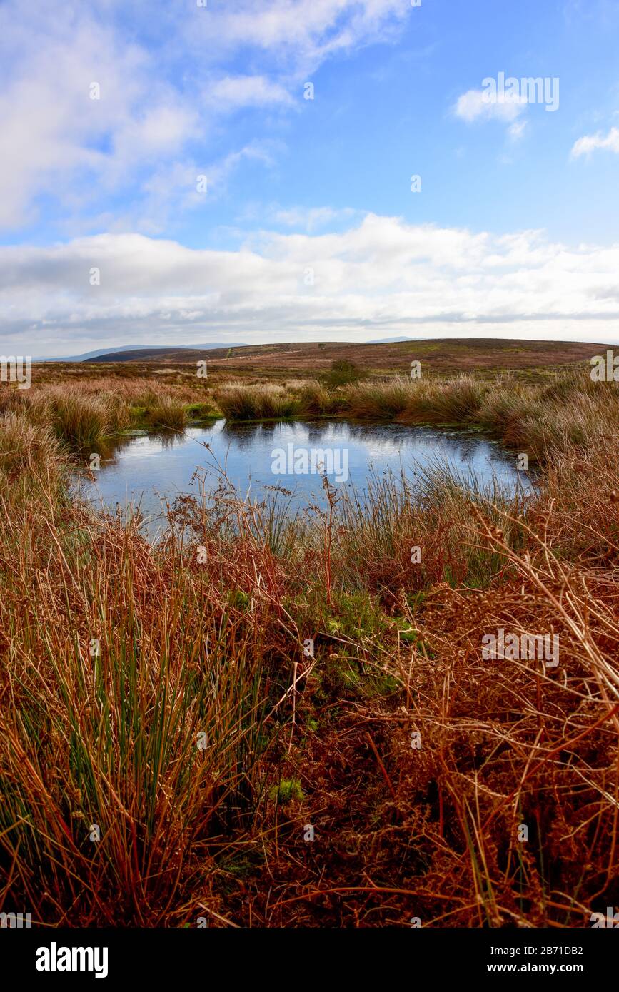 Porträtbild eines natürlichen Pools in der Heide auf der Spitze des Langen Mynd im Süden Shropshire UK mit einem leuchtend blauen Himmel und weißen Wolken darüber. Stockfoto