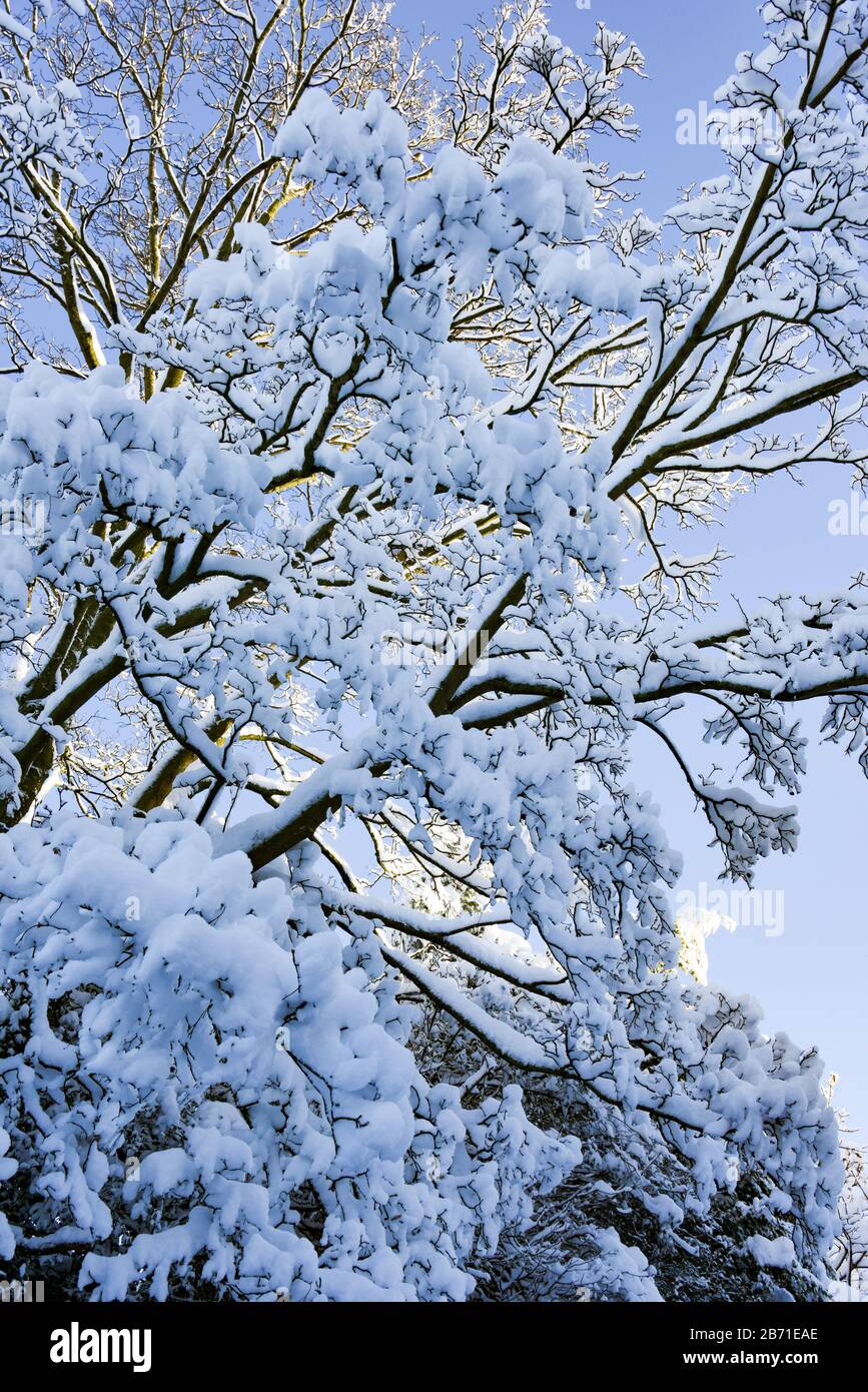 Schneebedeckte Äste eines Baumes mit blauem Himmel und Wintersonne dahinter. Stockfoto