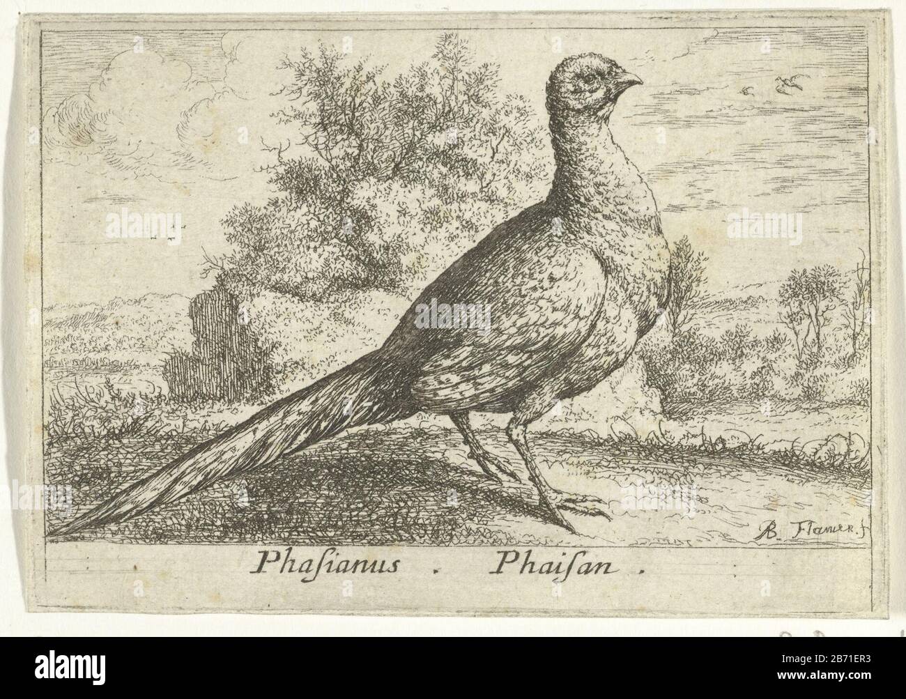 Landschap traf Fazant Phasianus Phaisan (titel op object) Dertien vogelsoorten (serietitel) Diuersae Auium Specie (serietitel) Landschaft mit FazantPhasianus. Phaisan. (Titelobjekt) Dreizehn Arten (Serientitel) Diuersae Auium Specie (Serientitel) Eigenschaftstyp: Serieller Druck: / 13Objektnummer: RP-P-1947-133Katalogogusreferentie: Robert-Dumesnil 392-1 (3) Der Illustrierte Bartsch 77-1 (2) Markierungen / Marken: Sammler, Verso, Herausgeber: Albert Granlugt: Privilege-Hersteller: 2228 Ludwig XVI. (König von Frankreich) Stelle die Herstellung Stockfoto