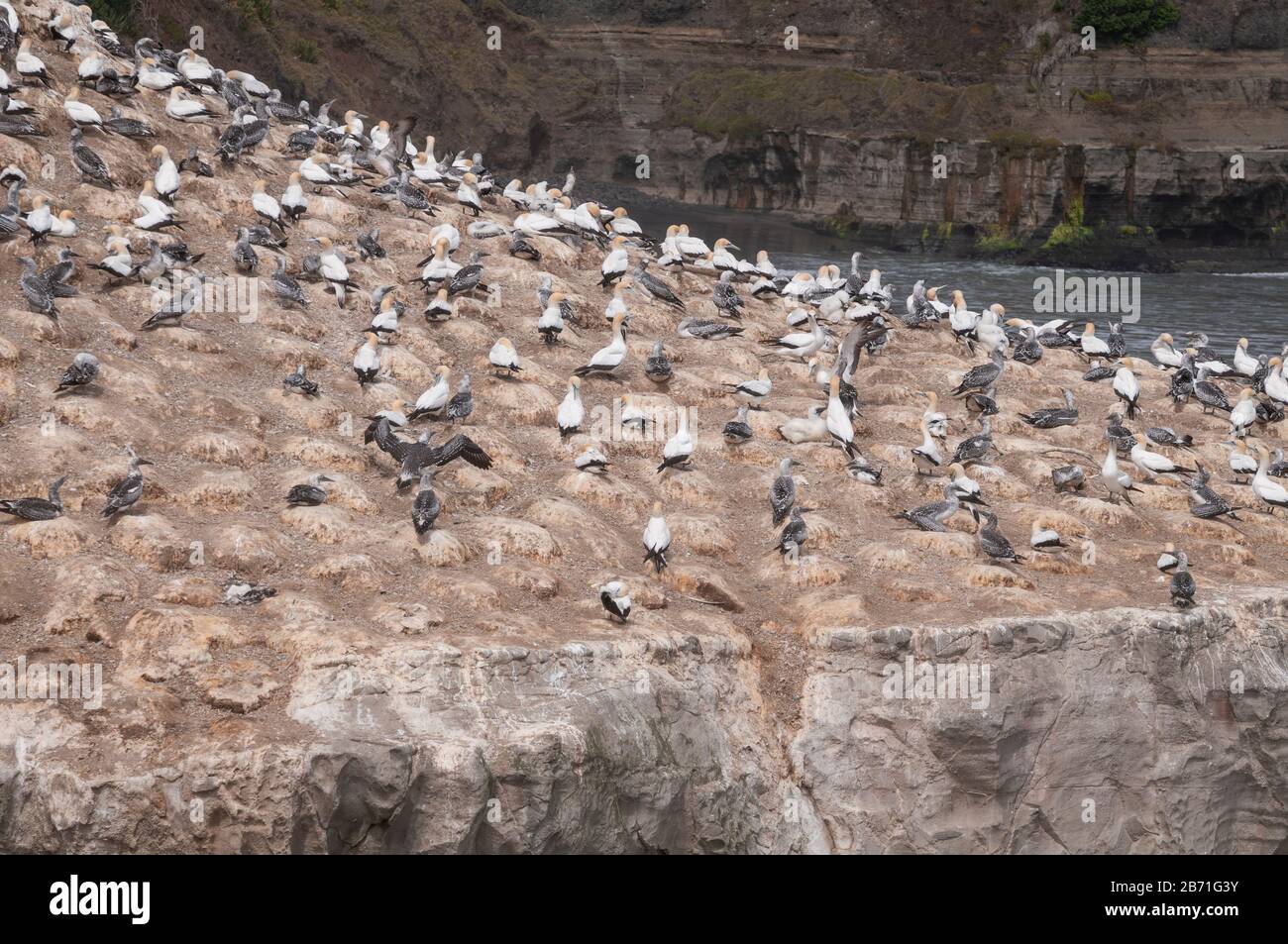 Gannet-Kolonie am Muriwai-Strand auf der Nordinsel Neuseelands Stockfoto