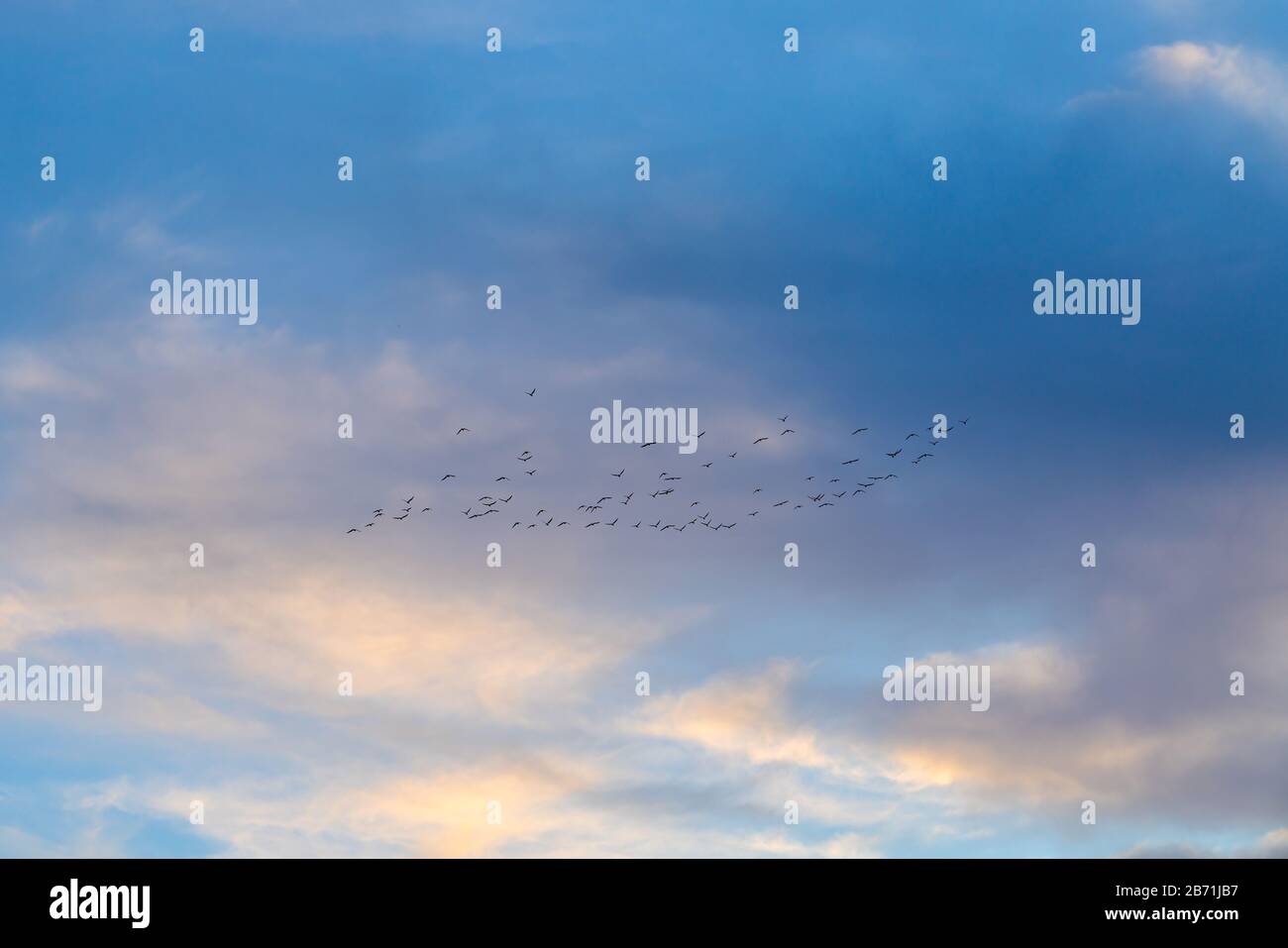 Eine große Herde oder Gruppe von Vögeln, die in Ankara, Türkei, in blauem Himmel fliegen Stockfoto