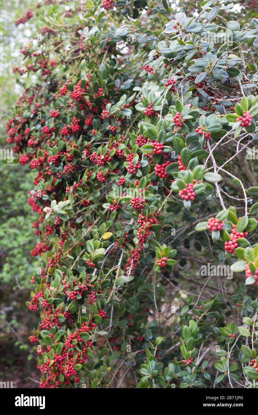 Ilex dimorphophylla - Okinawa holy. Stockfoto