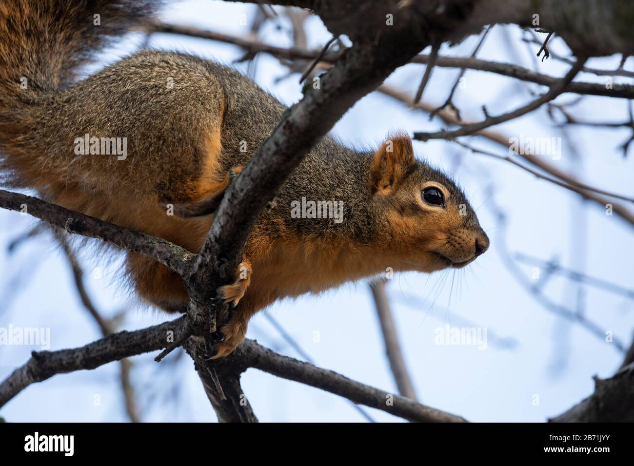 Gleithörnchen auf Ast. Stockfoto