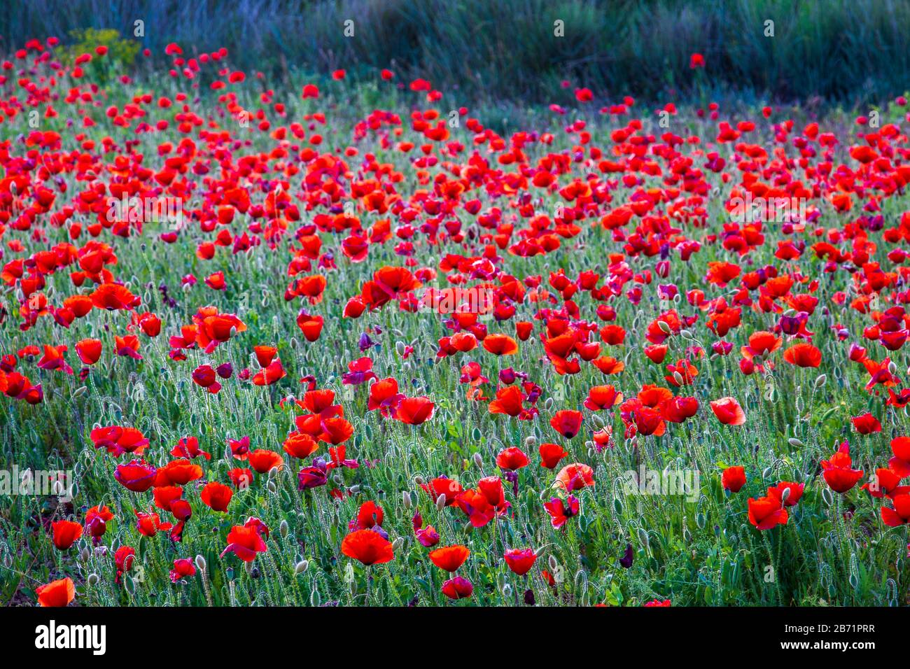 Landschaft von Castilla. Spätfrühling. Wildblumen Wiese.Palencia, Castilla y Leon, Spanien Stockfoto