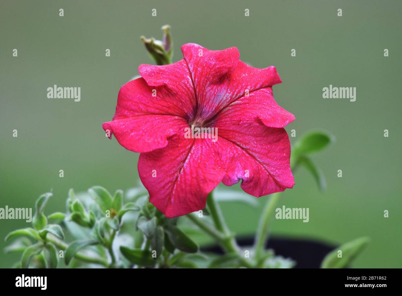 Nahaufnahme von Dreams Red Petunia Flower, Petunioideae, Crimson Plain Blooming Petunia Flower in Garden (Petunia hybrida) Stockfoto