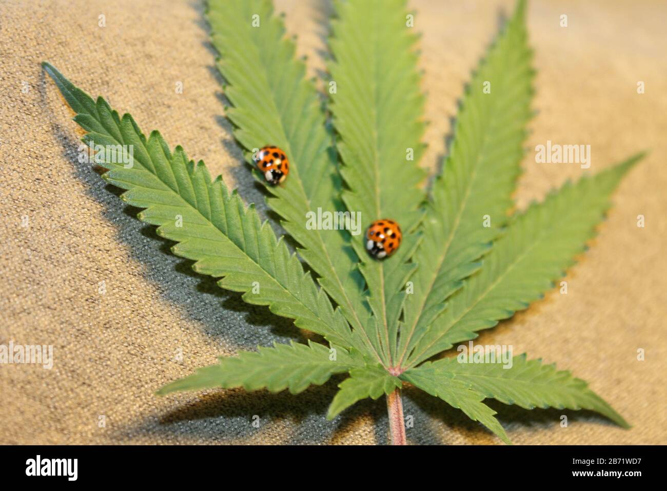 Abhören von legalen Cannabis Stockfoto