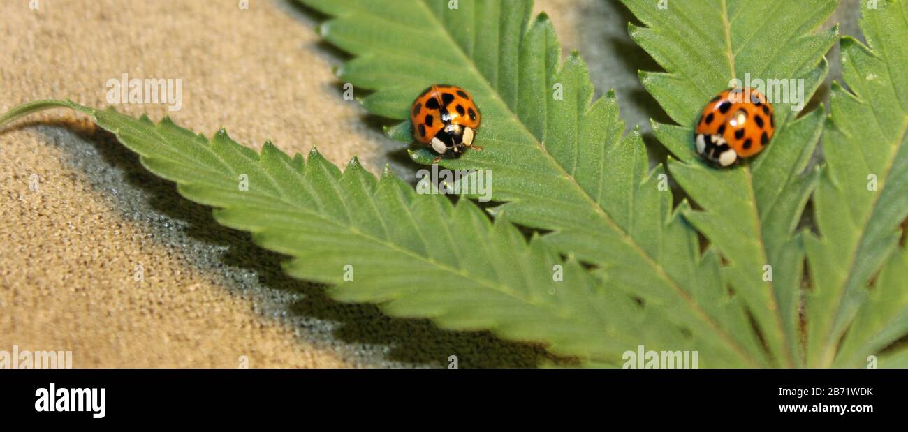 Abhören von legalen Cannabis Stockfoto