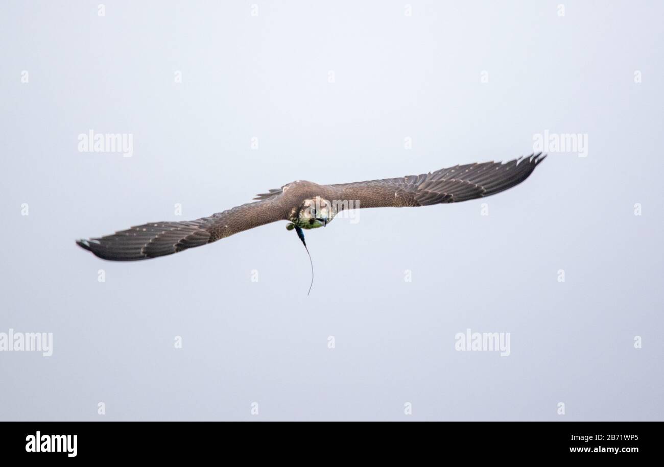 Pere/Lanner Stockfoto