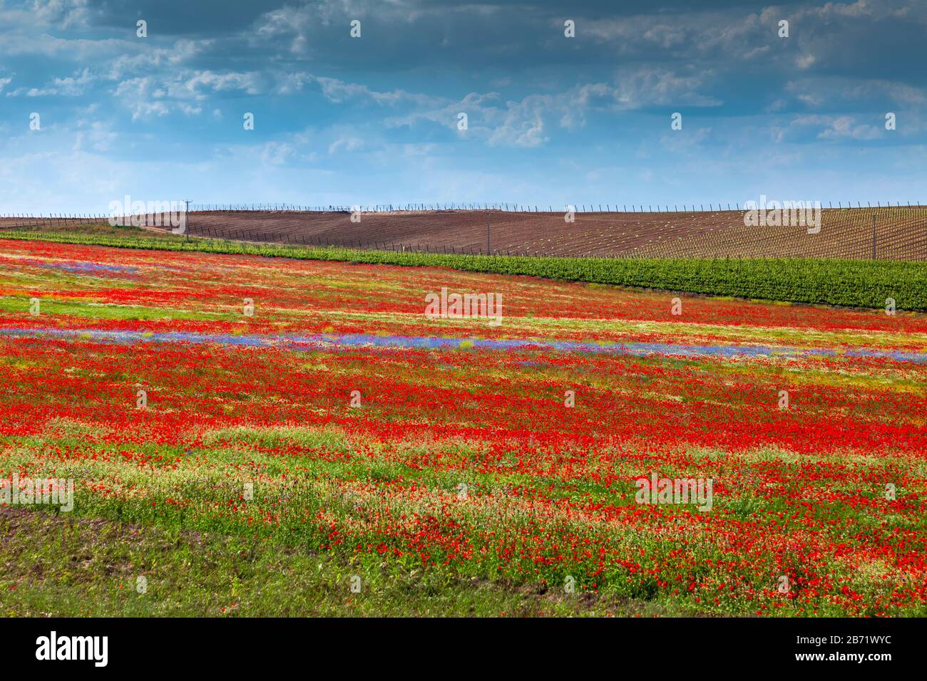 Landschaft von Castilla. Spätfrühling. Wildblumen Wiese.Palencia, Castilla y Leon, Spanien Stockfoto