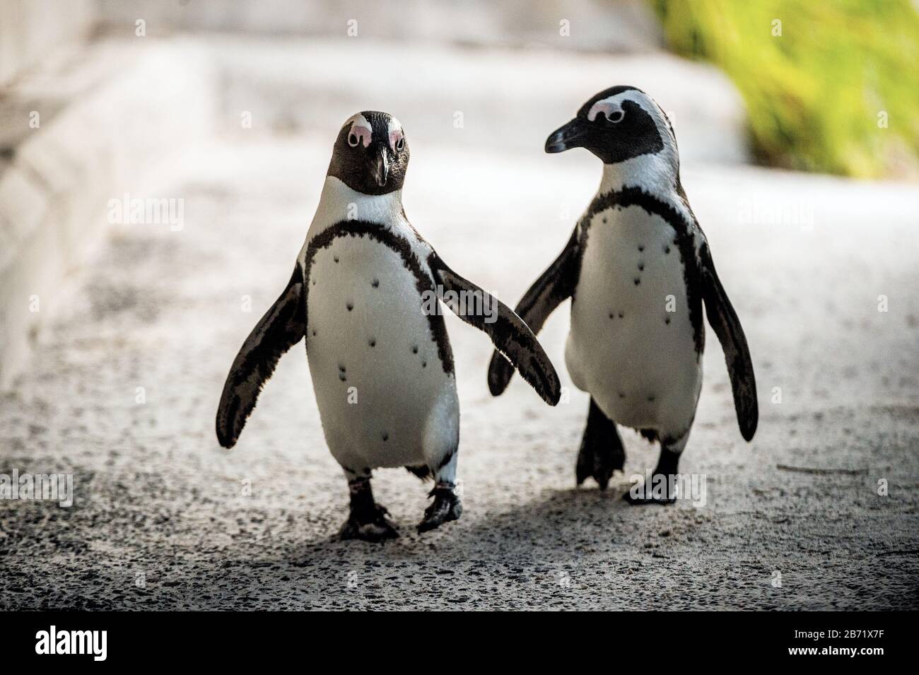 Afrikanische Pinguine. Afrikanischer Pinguin auch als Jackasspinguin, Schwarzfußpinguin, bekannt. Wissenschaftlicher Name: Spheniscus demersus. Felsbrocken. Aussagesicht Stockfoto