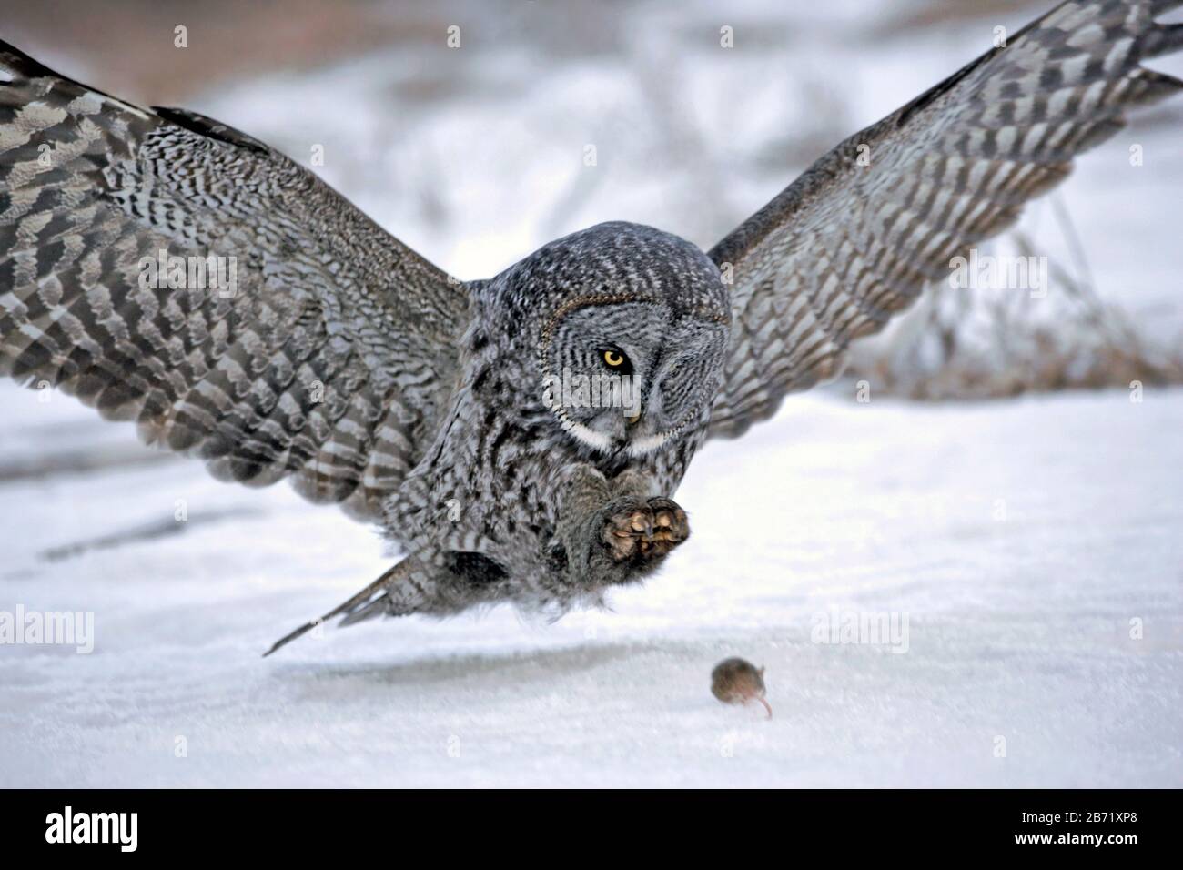 Große graue Eule im Flug, auf der Jagd, um laufende Maus auf dem Schnee zu fangen. Stockfoto