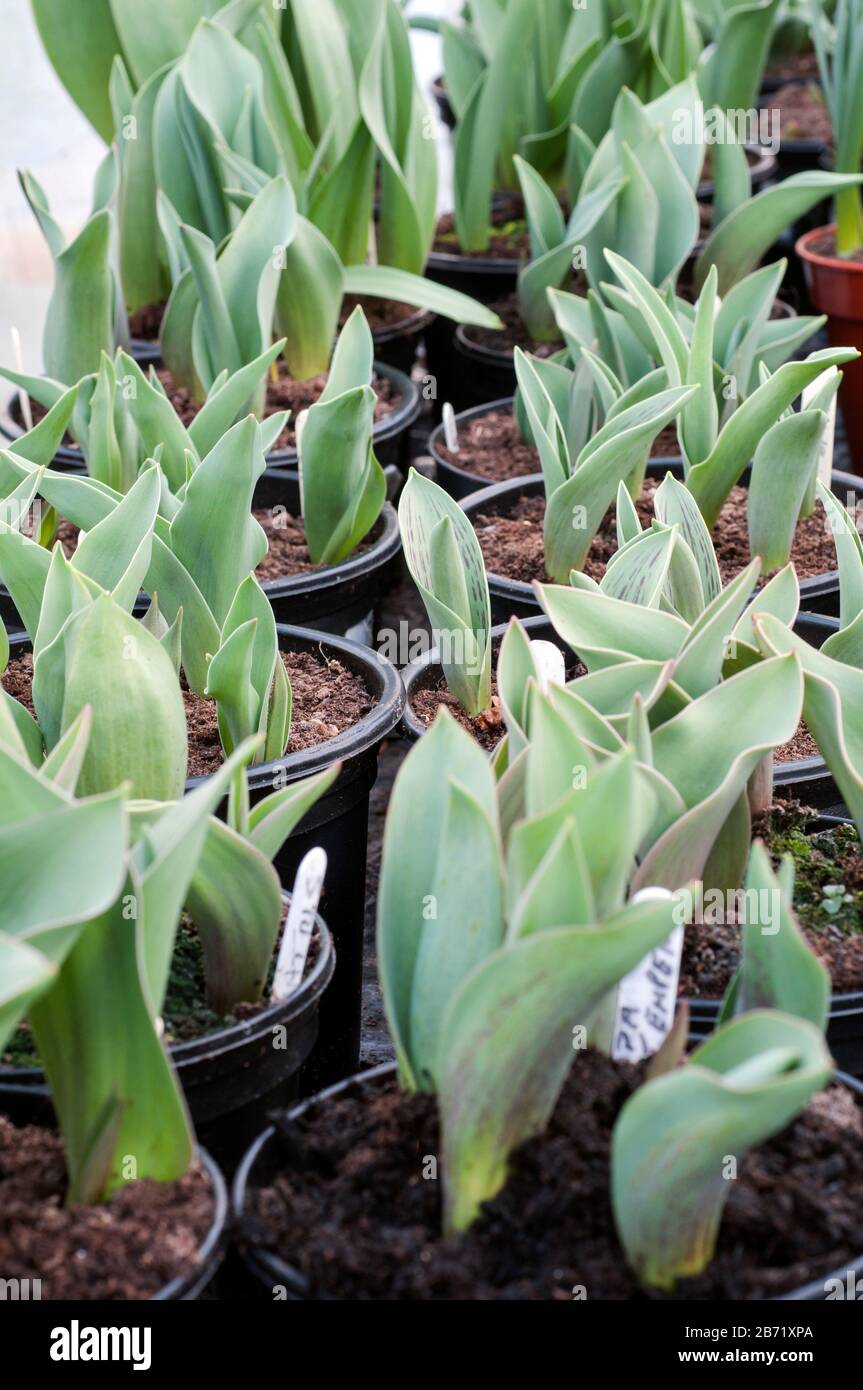 Tulpen in Töpfen beginnen zu wachsen und kommen durch Kompost im späten Winter und frühen Frühling, bevor sie zu blühen beginnen. Stockfoto