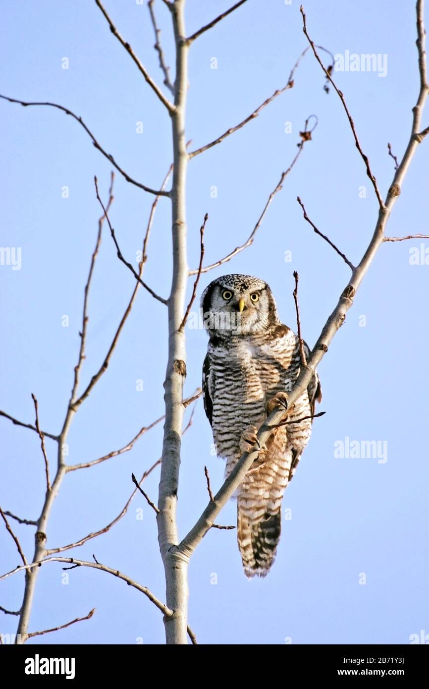 Hawk Eule auf der Jagd nach jungen Pappelbaum, blauer Himmel Hintergrund. Stockfoto