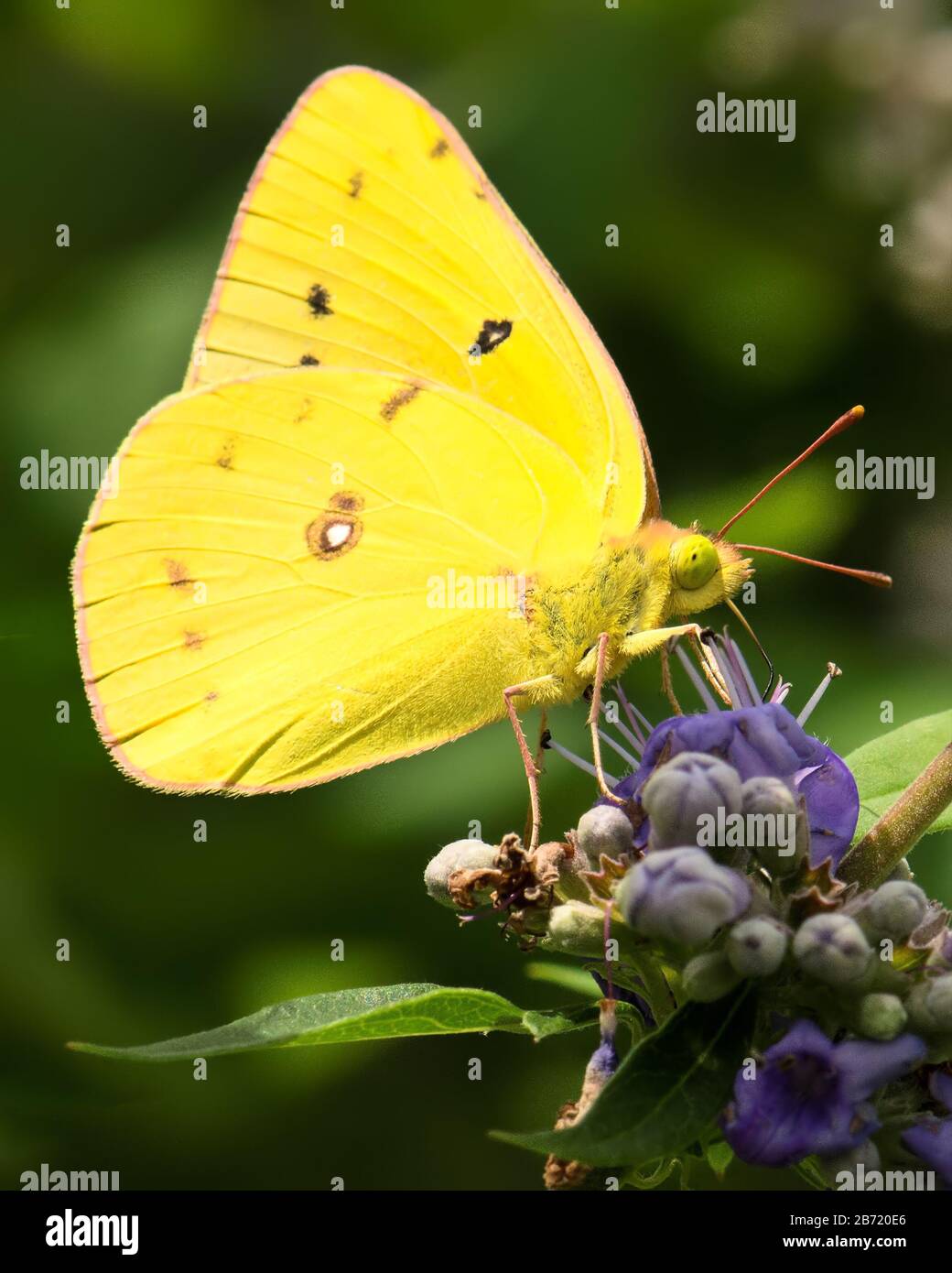 Nahaufnahme von hellgelbem, zarten Schmetterling, der als wolkenloser Schwefel bezeichnet wird, auf einer Gruppe von violetten Blumen. Stockfoto