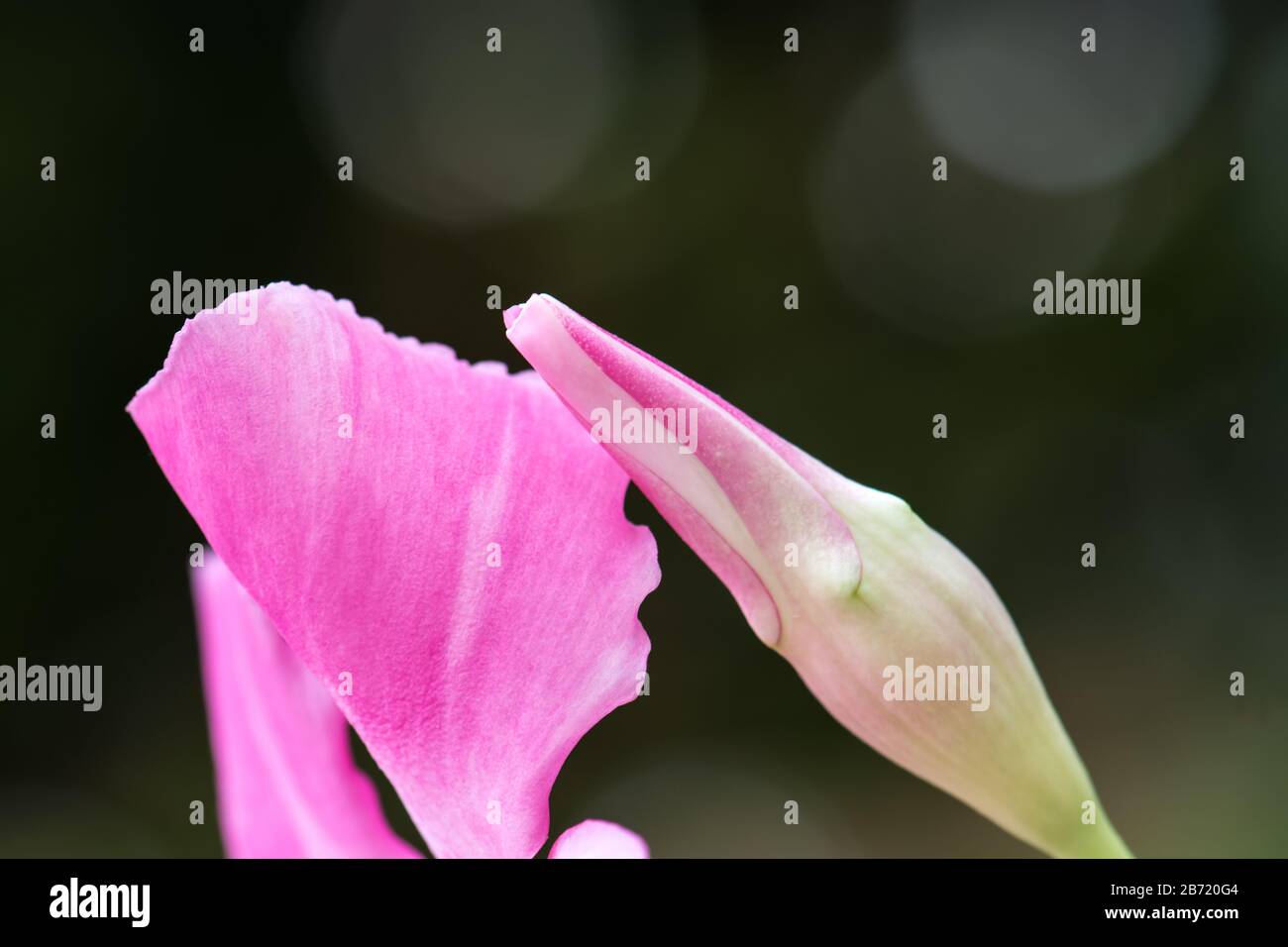 Nahaufnahme der weichen, rosafarbenen Knospe, die vor einer offenen Blume mit grünem Hintergrund liegt. Stockfoto