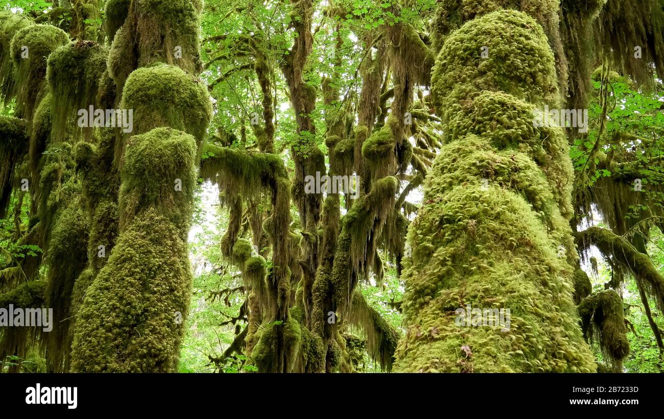 Schuss aus Ahorn-Stämmen und Waldboden am hoh-regenwald Stockfoto