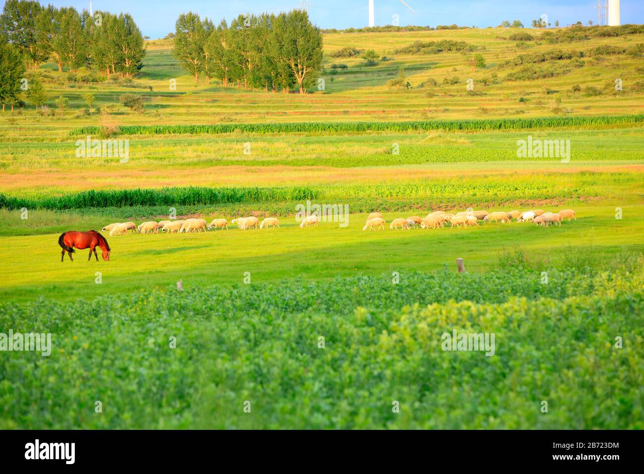Auf dem Grasland essen Pferde und Schafe Gras Stockfoto