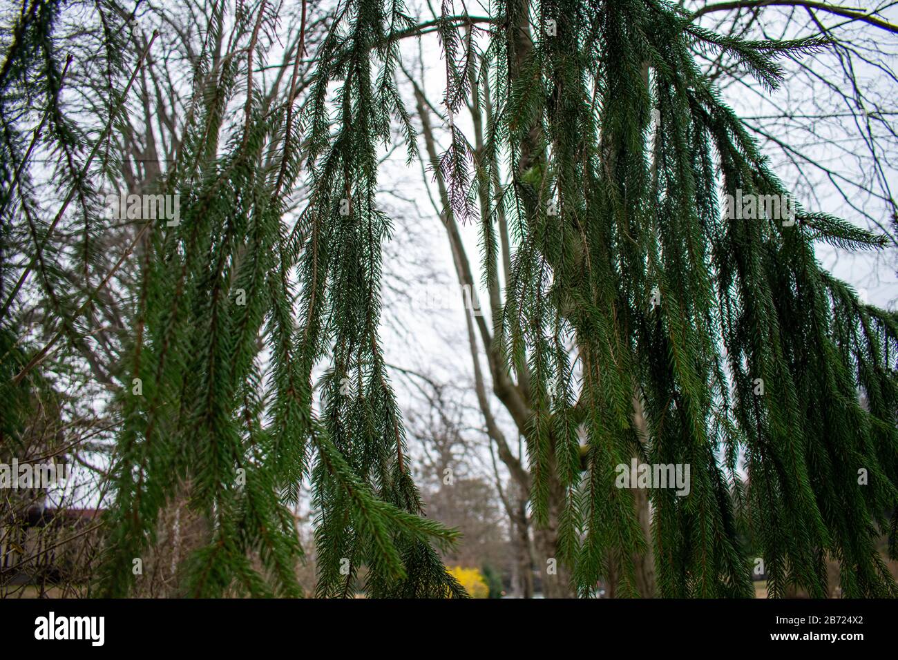 Lange grüne Gliedmaßen eines Evergreen Baums mit verschwommenem Hintergrund Stockfoto